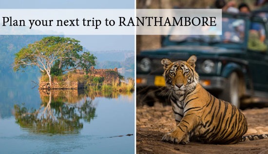 Make your Holiday filled with Surprises! Plan your next trip to RANTHAMBORE 